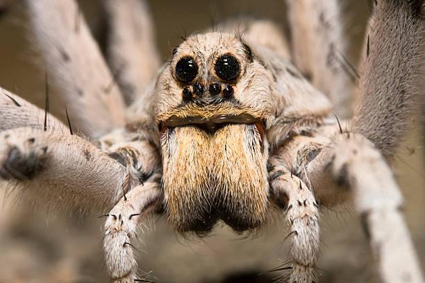 Are Wolf Spiders Poisonous?